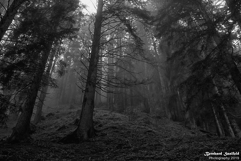 Bernhard Saalfeld - Zauberwald (3v9)